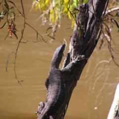 Varanus varius at Maude, NSW - 3 Feb 2022