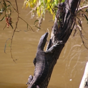 Varanus varius at Maude, NSW - 3 Feb 2022