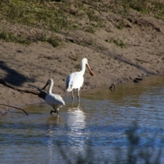 Platalea flavipes (Yellow-billed Spoonbill) at Maude, NSW - 3 Feb 2022 by MB