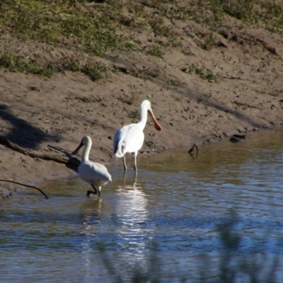 Platalea flavipes (Yellow-billed Spoonbill) at Maude, NSW - 3 Feb 2022 by MB