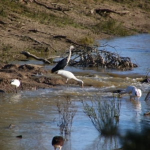 Ardea pacifica at Maude, NSW - 3 Feb 2022