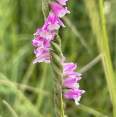 Spiranthes australis (Austral Ladies Tresses) at Mount Clear, ACT - 5 Feb 2022 by JaneR