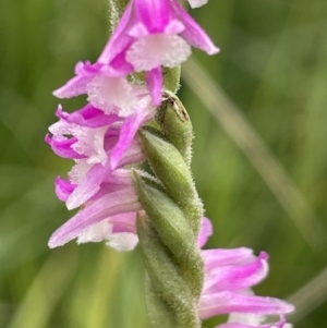 Spiranthes australis at Mount Clear, ACT - suppressed