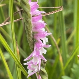 Spiranthes australis at Mount Clear, ACT - suppressed