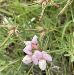 Lotus australis (Austral Trefoil) at Mount Clear, ACT - 5 Feb 2022 by JaneR