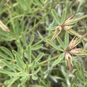 Lotus australis at Mount Clear, ACT - 5 Feb 2022 12:30 PM