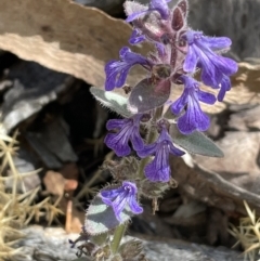 Ajuga australis (Austral Bugle) at Mount Clear, ACT - 5 Feb 2022 by JaneR