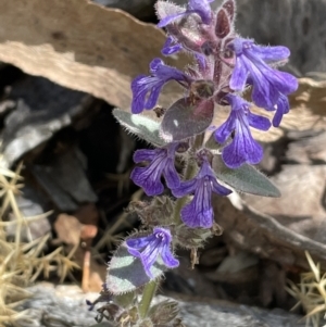 Ajuga australis at Mount Clear, ACT - 5 Feb 2022