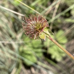 Geum urbanum at Mount Clear, ACT - 5 Feb 2022 02:15 PM