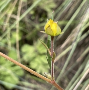 Geum urbanum at Mount Clear, ACT - 5 Feb 2022 02:15 PM