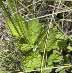 Geum urbanum at Mount Clear, ACT - 5 Feb 2022 02:15 PM