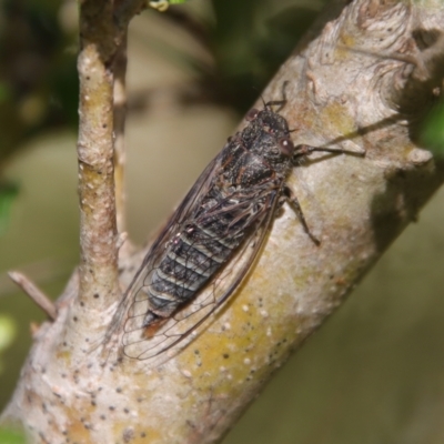 Atrapsalta sp. nr collina (Sandstone Squeaker) at Mongarlowe River - 5 Feb 2022 by LisaH