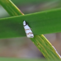 Chezala brachypepla (A Concealer moth) at Mongarlowe, NSW - 5 Feb 2022 by LisaH