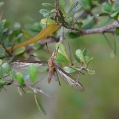 Leptotarsus (Leptotarsus) sp.(genus) (A Crane Fly) at Mongarlowe, NSW - 5 Feb 2022 by LisaH