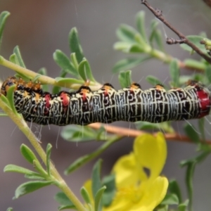 Phalaenoides glycinae at Mongarlowe, NSW - 5 Feb 2022