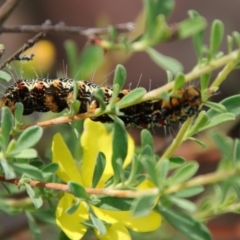 Phalaenoides glycinae at Mongarlowe, NSW - suppressed