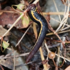 Hirudinidae sp. (family) (A Striped Leech) at Mongarlowe River - 5 Feb 2022 by LisaH
