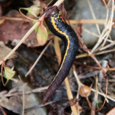 Hirudinidae sp. (family) (A Striped Leech) at Mongarlowe River - 5 Feb 2022 by LisaH