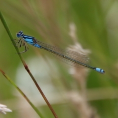 Ischnura heterosticta (Common Bluetail Damselfly) at Mongarlowe River - 5 Feb 2022 by LisaH