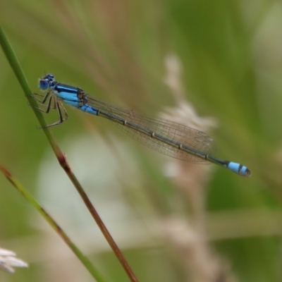 Ischnura heterosticta (Common Bluetail Damselfly) at Mongarlowe, NSW - 5 Feb 2022 by LisaH