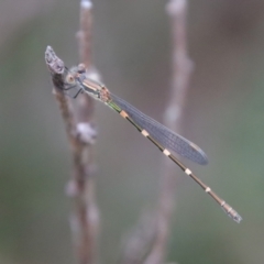 Austrolestes leda (Wandering Ringtail) at Mongarlowe, NSW - 5 Feb 2022 by LisaH