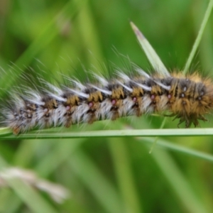 Anthela ocellata at Mongarlowe, NSW - 5 Feb 2022