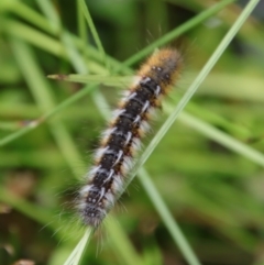 Anthela ocellata at Mongarlowe, NSW - 5 Feb 2022