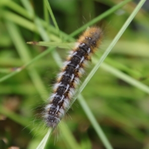 Anthela ocellata at Mongarlowe, NSW - 5 Feb 2022