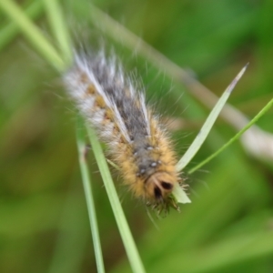 Anthela ocellata at Mongarlowe, NSW - 5 Feb 2022