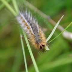 Anthela ocellata at Mongarlowe, NSW - 5 Feb 2022