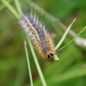 Anthela ocellata at Mongarlowe, NSW - 5 Feb 2022