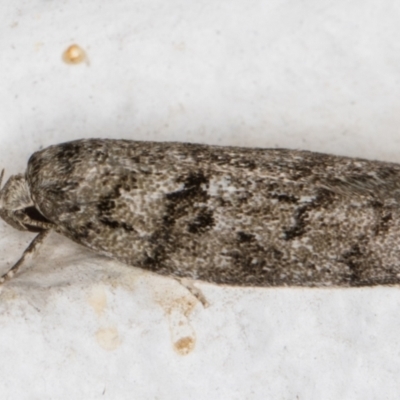 Philobota philostaura (A Concealer moth (Philobota group)) at Melba, ACT - 2 Dec 2021 by kasiaaus