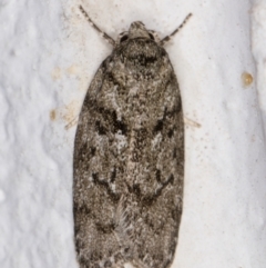 Philobota philostaura at Melba, ACT - 2 Dec 2021