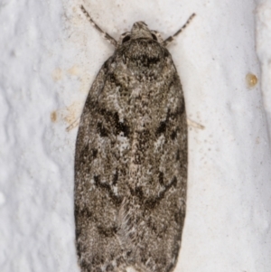 Philobota philostaura at Melba, ACT - 2 Dec 2021