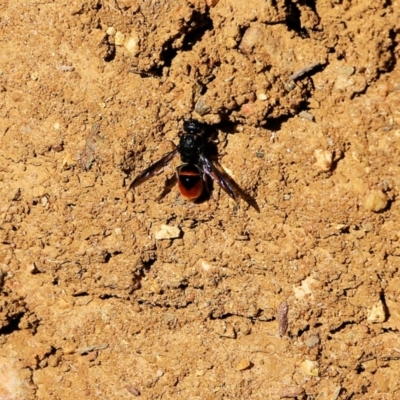 Paralastor sp. (genus) (Potter Wasp) at West Wodonga, VIC - 4 Feb 2022 by KylieWaldon
