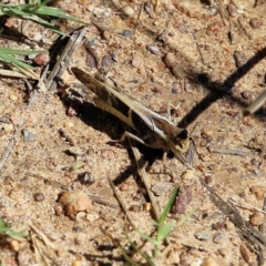 Gastrimargus musicus (Yellow-winged Locust or Grasshopper) at West Wodonga, VIC - 4 Feb 2022 by KylieWaldon