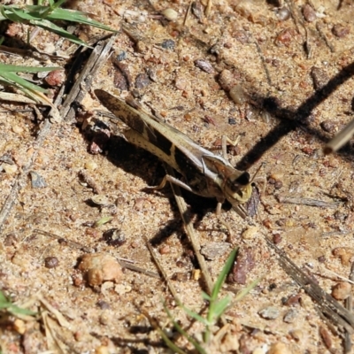 Gastrimargus musicus (Yellow-winged Locust or Grasshopper) at West Wodonga, VIC - 4 Feb 2022 by KylieWaldon