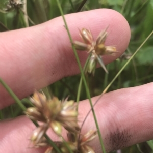 Juncus homalocaulis at O'Malley, ACT - 5 Feb 2022