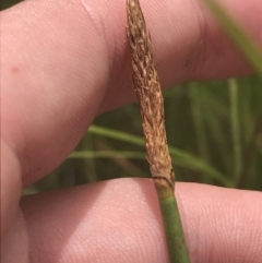 Eleocharis acuta (Common Spike-rush) at O'Malley, ACT - 5 Feb 2022 by Tapirlord