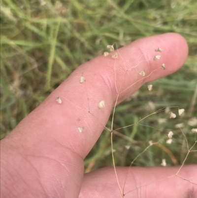 Briza minor (Shivery Grass) at O'Malley, ACT - 5 Feb 2022 by Tapirlord