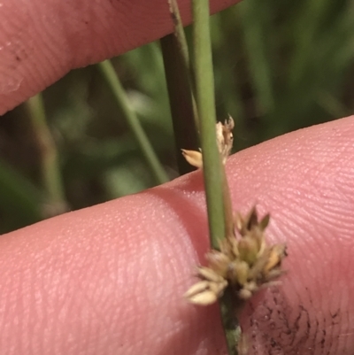 Juncus subsecundus (Finger Rush) at O'Malley, ACT - 5 Feb 2022 by Tapirlord