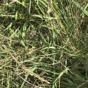 Juncus subsecundus at O'Malley, ACT - 5 Feb 2022