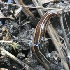 Australopacifica scaphoidea at O'Malley, ACT - 5 Feb 2022