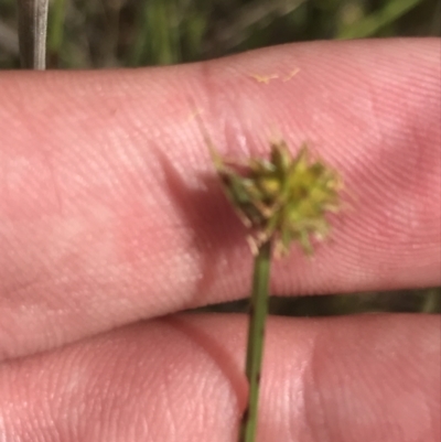 Cyperus sphaeroideus (Scented Sedge) at O'Malley, ACT - 5 Feb 2022 by Tapirlord