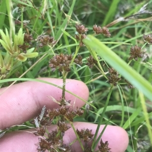 Juncus articulatus at O'Malley, ACT - 5 Feb 2022