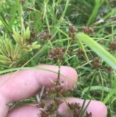 Juncus articulatus at O'Malley, ACT - 5 Feb 2022