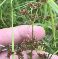 Juncus articulatus at O'Malley, ACT - 5 Feb 2022