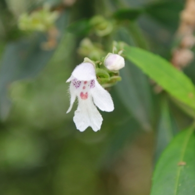 Prostanthera lasianthos (Victorian Christmas Bush) at Mongarlowe, NSW - 5 Feb 2022 by LisaH