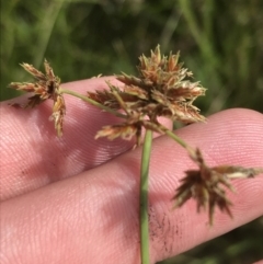 Cyperus lhotskyanus (A Sedge) at O'Malley, ACT - 5 Feb 2022 by Tapirlord