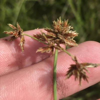 Cyperus lhotskyanus (A Sedge) at O'Malley, ACT - 5 Feb 2022 by Tapirlord